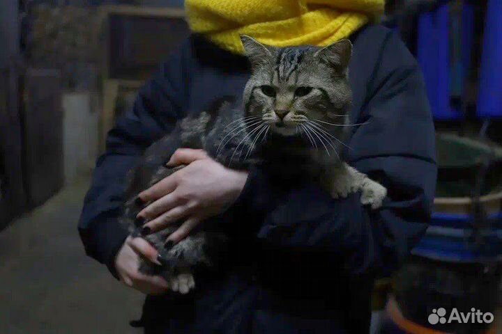 Особенный кот в добрые руки