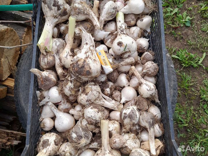 Лук Суворова Анзур