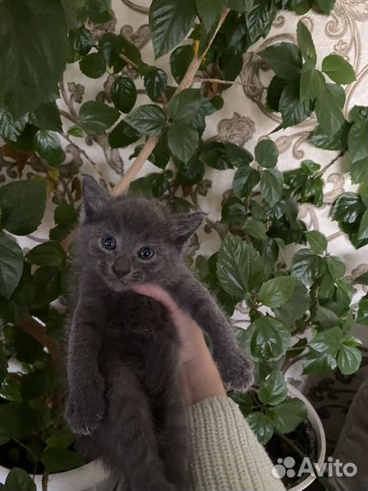 Котята