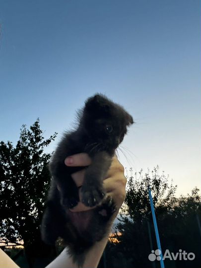 Вислоухие котята