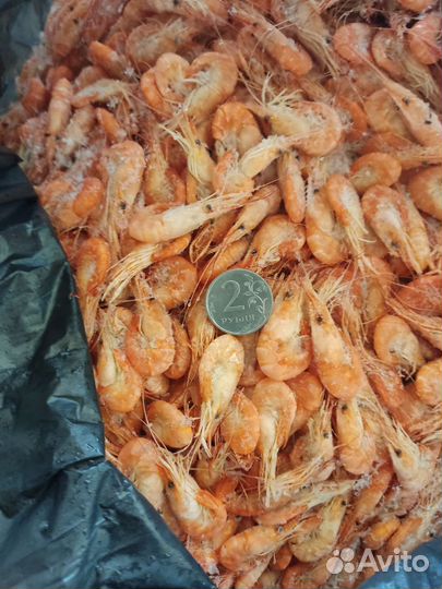 Азовская креветка