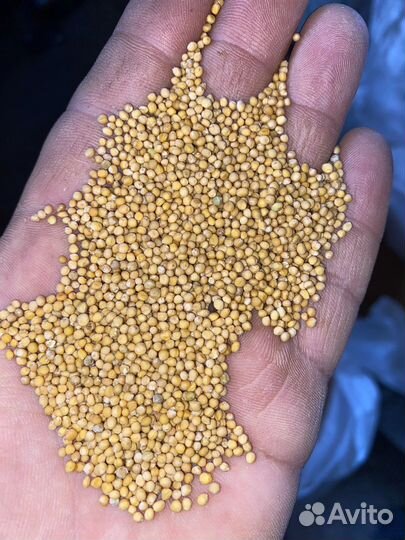 Горчица белая семена