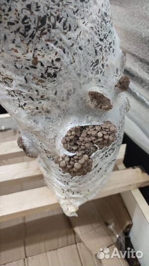 Грибные блоки