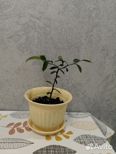 Fortunella hindsii (Гонконгский кумкват)