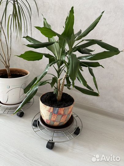 Цветы комнатные юкка