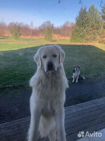 Вязка кабель польской подголянской овчарке