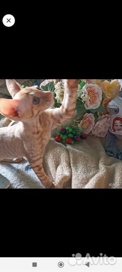 Котёнок мальчик