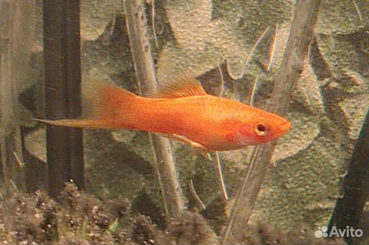 Рыба меченосец