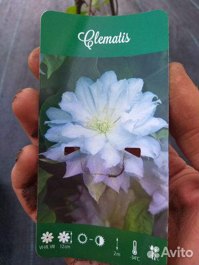 Клематис Даймонд Болл