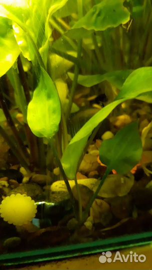 Аквариумное растение и гуппи