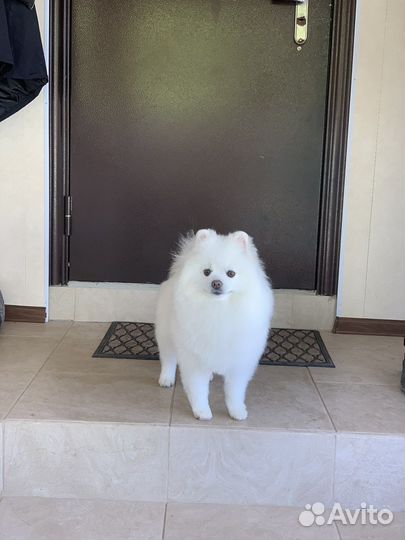 Шпиц на вязку