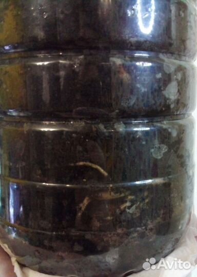 Монстера делициоза малыши