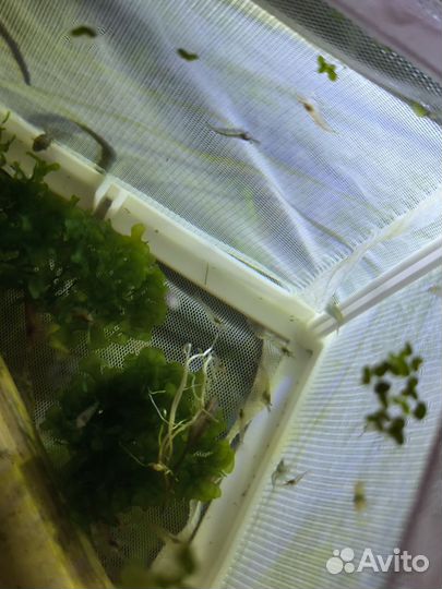 Аквариумные креветки, рыбки, растения