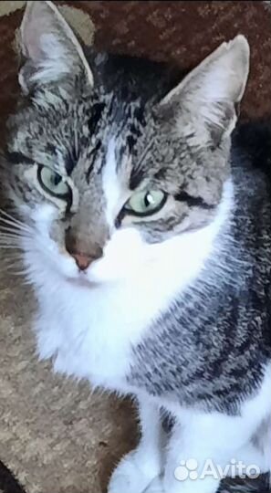 Кошечка-подросток