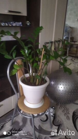 Комнатные цветы