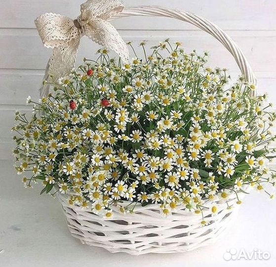 Ромашки букет