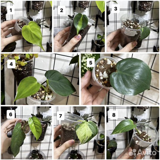 Комнатные растения