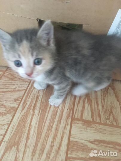 Бесплатный котенок