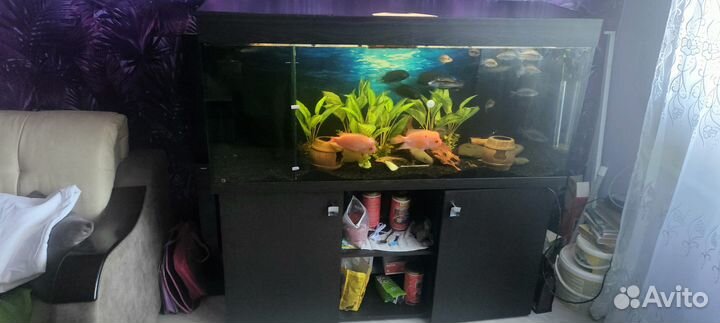 Аквариум с тумбой 400 л с рыбками