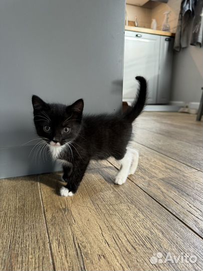 Котята в добрые руки приучены к лотку