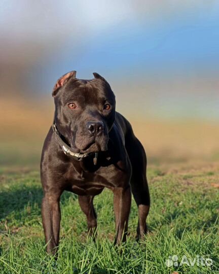 Питбультерьер кобель