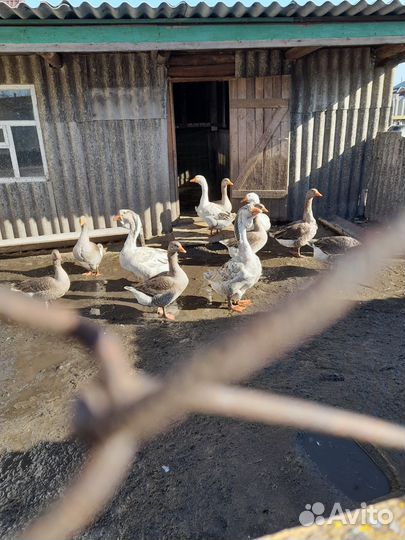 Домашняя птица