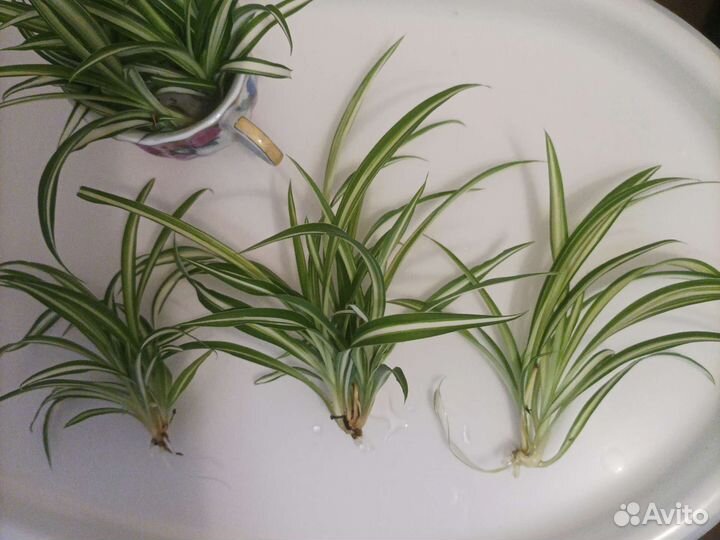 Хлорофитум