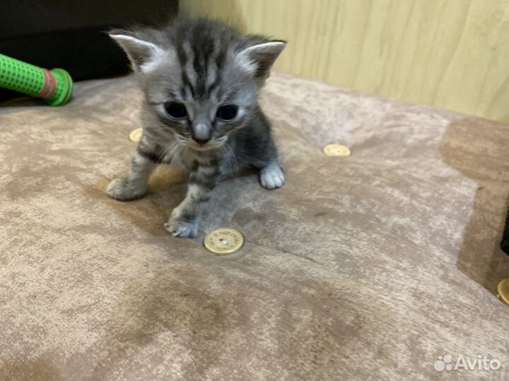 Британские котята