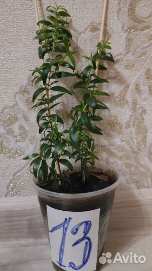 Мирт в подарок на свадьбу, для красоты и здоровья