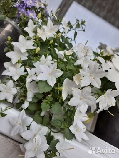 Кампанула простая невеста