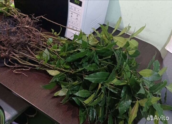 Саженцы лаврового листа