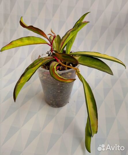 Хойя Вайети Триколор/Хойя «Wayetii Tricolor»