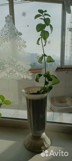 Цветы домашние в горшках