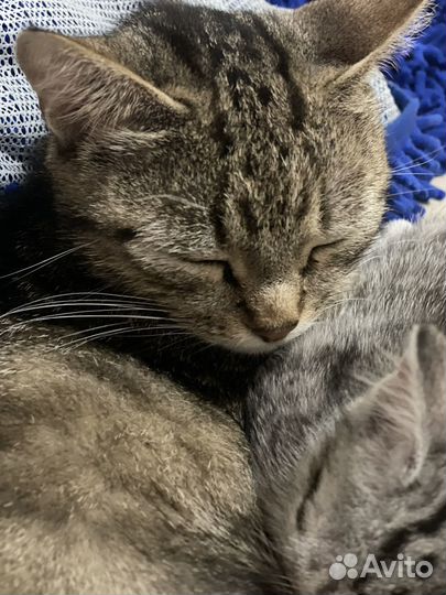 Котята в добрые руки даром