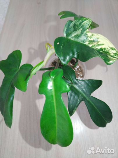 Филодендрон