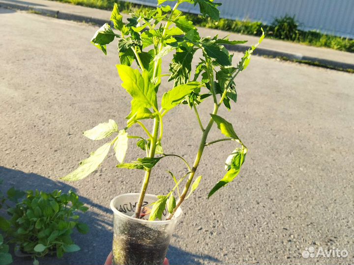 Рассада томатов и перцев, петунии, астры, бархотки