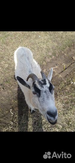 Продаю козу