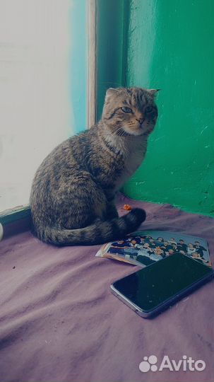 Кошка в дар бесплатно