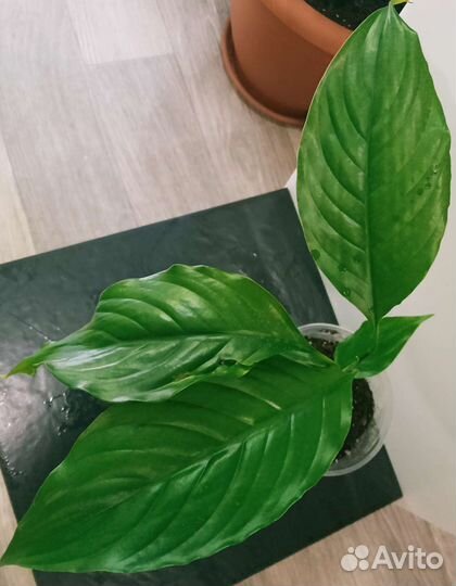 Спатифиллум, комнатные растения