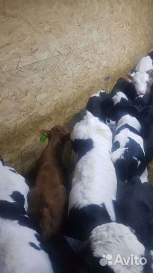 Бычки телята
