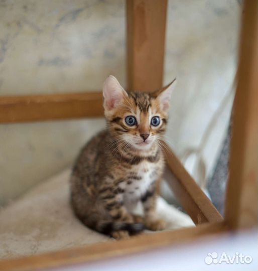 Бенгальские котята мальчик и девочка