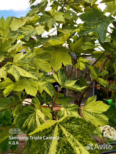 Декоративные растения на штамбе