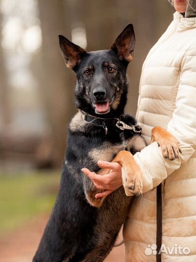 Овчарка Глория в добрые руки