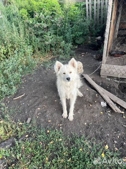 Собака в добрые руки отдам бесплатно