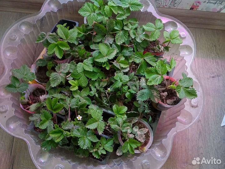 Саженцы земляники