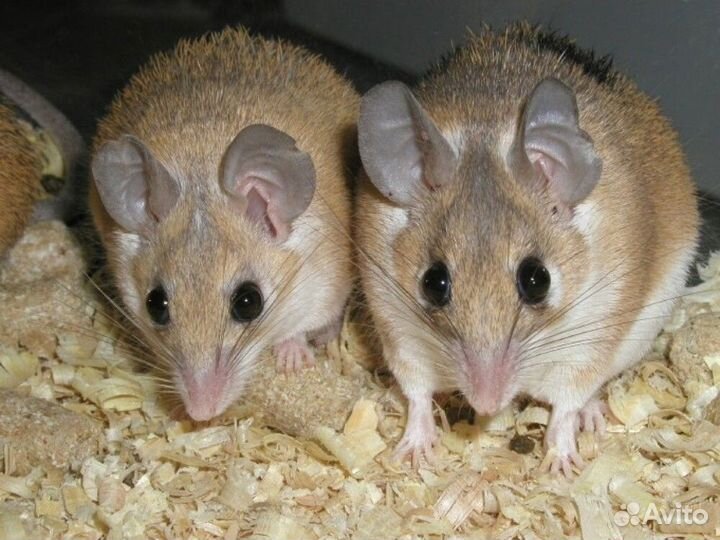 Хомяк Джунгарский, Мышь иглистая