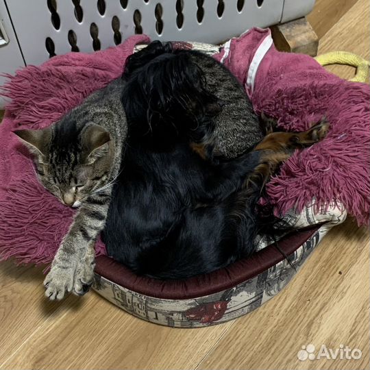 Кошка молоденькая домашняя в добрые руки