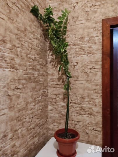 Педилантус 1.50