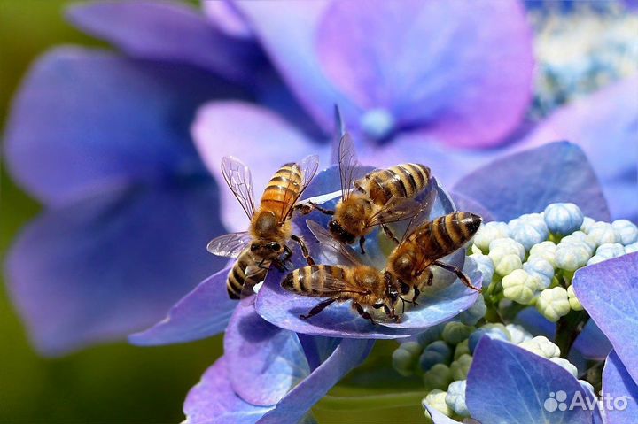 Пчелопакеты