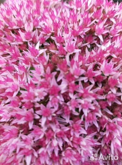 Очиток седум